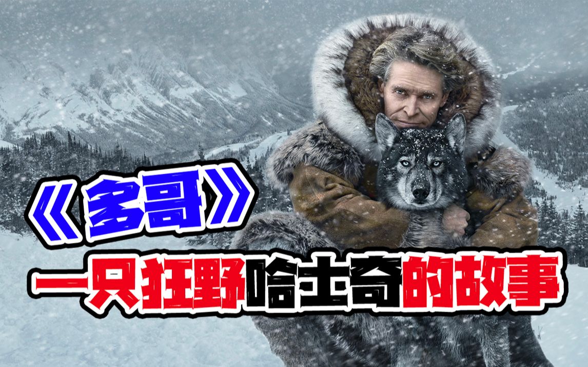 《多哥》一只狂野哈士奇,一口气跑出北京到呼和浩特的距离