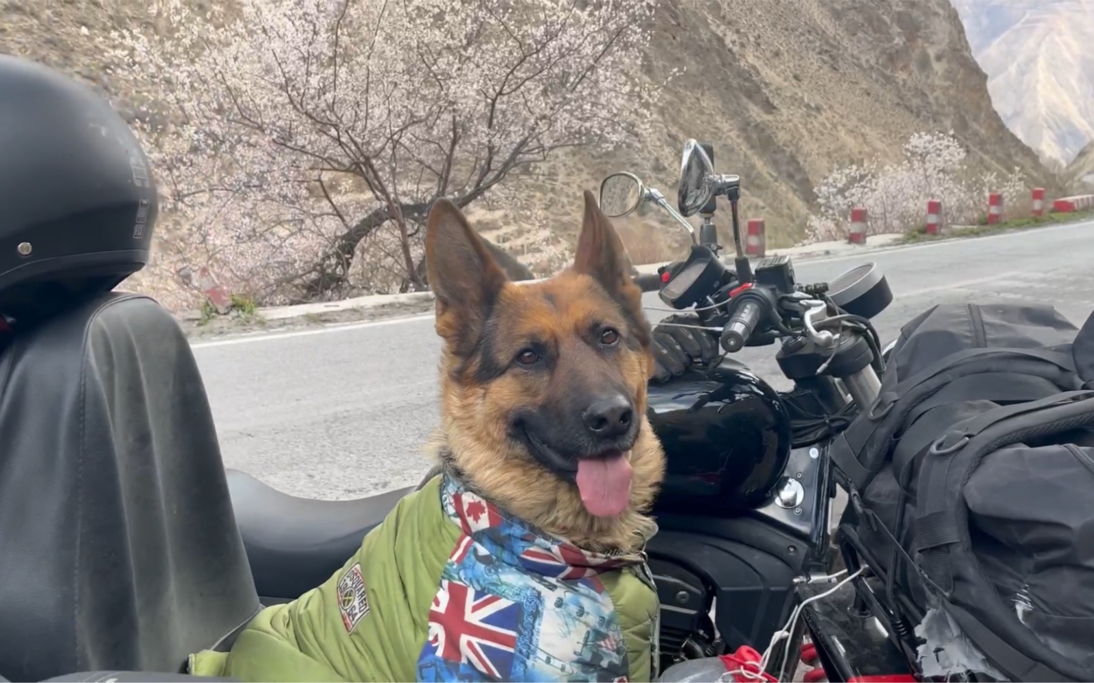 一人一狗,边三轮摩托骑行西藏,今晚又是六星营地