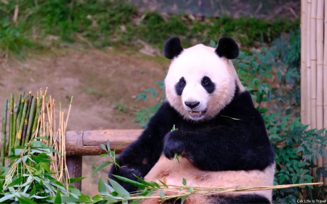 大熊猫华妮 越来越奶了 230113