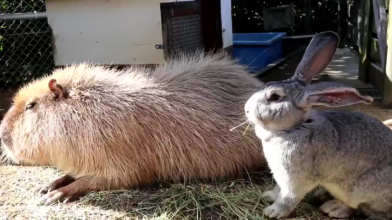 水豚和兔子一起吃东西,哪个比较可爱( 0799ω99)──→13?