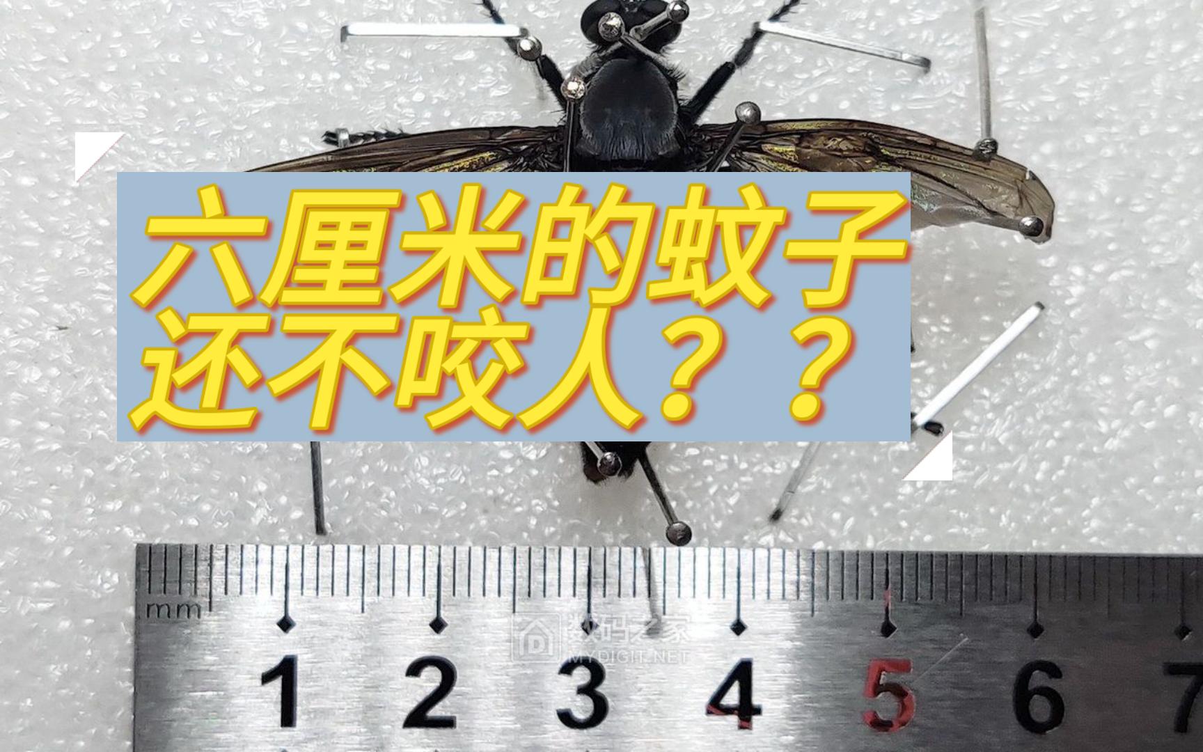6厘米长的蚊子,居然不咬人?食虫虻的特点全部告诉你!