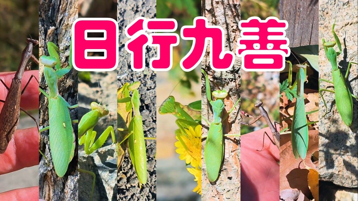 106【棕静螳/中华大刀螳/广斧螳】(5)秋风留不住，任它东西南北中【北京生物多样性】
