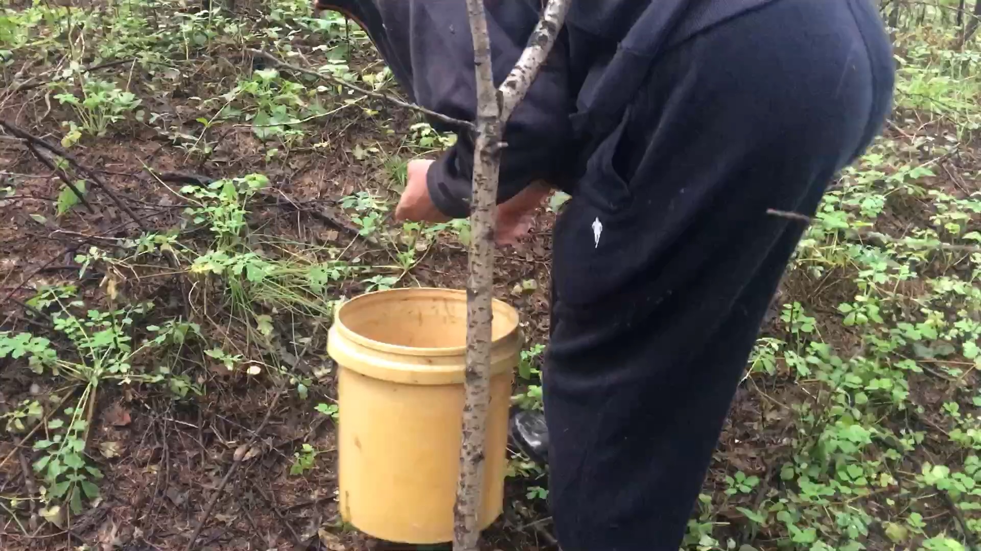 [图]雨后的林子，是会长蘑菇的！采蘑菇的日常