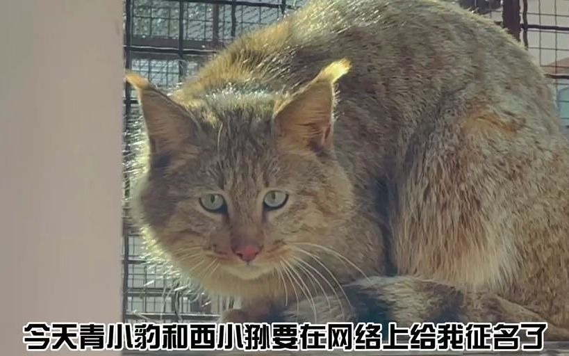 救护荒漠猫征名开始啦哔哩哔哩bilibili