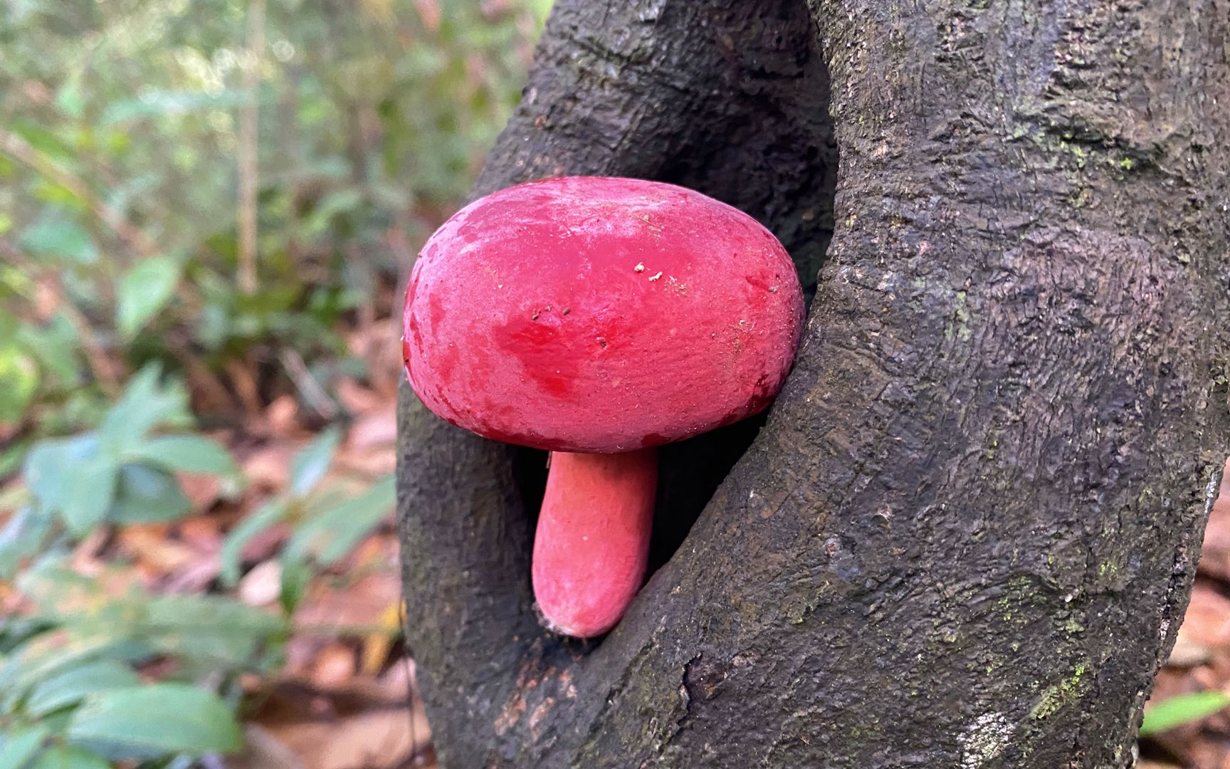 上山找红伞伞的蘑菇,这种蘑菇一斤卖1500元,小伙捡了一大篮