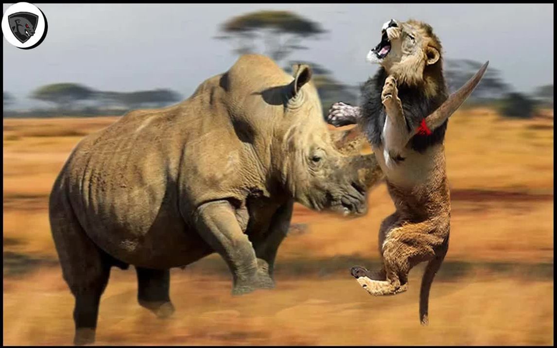 黑犀牛vs狮子图片