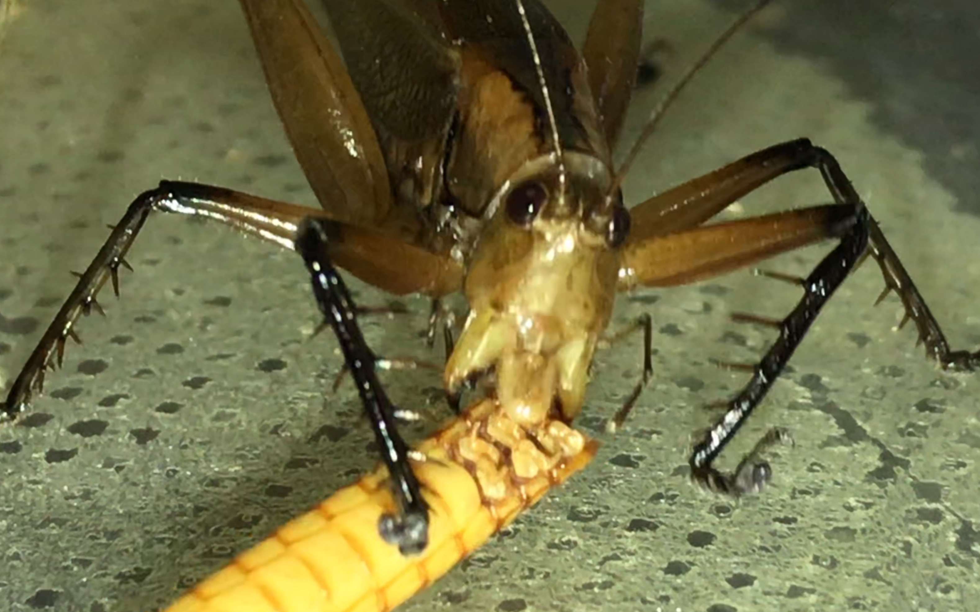 褐足似织螽吔黄粉虫_哔哩哔哩_bilibili