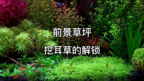 草缸前景水草挖耳草坪的养殖方法和技巧 哔哩哔哩