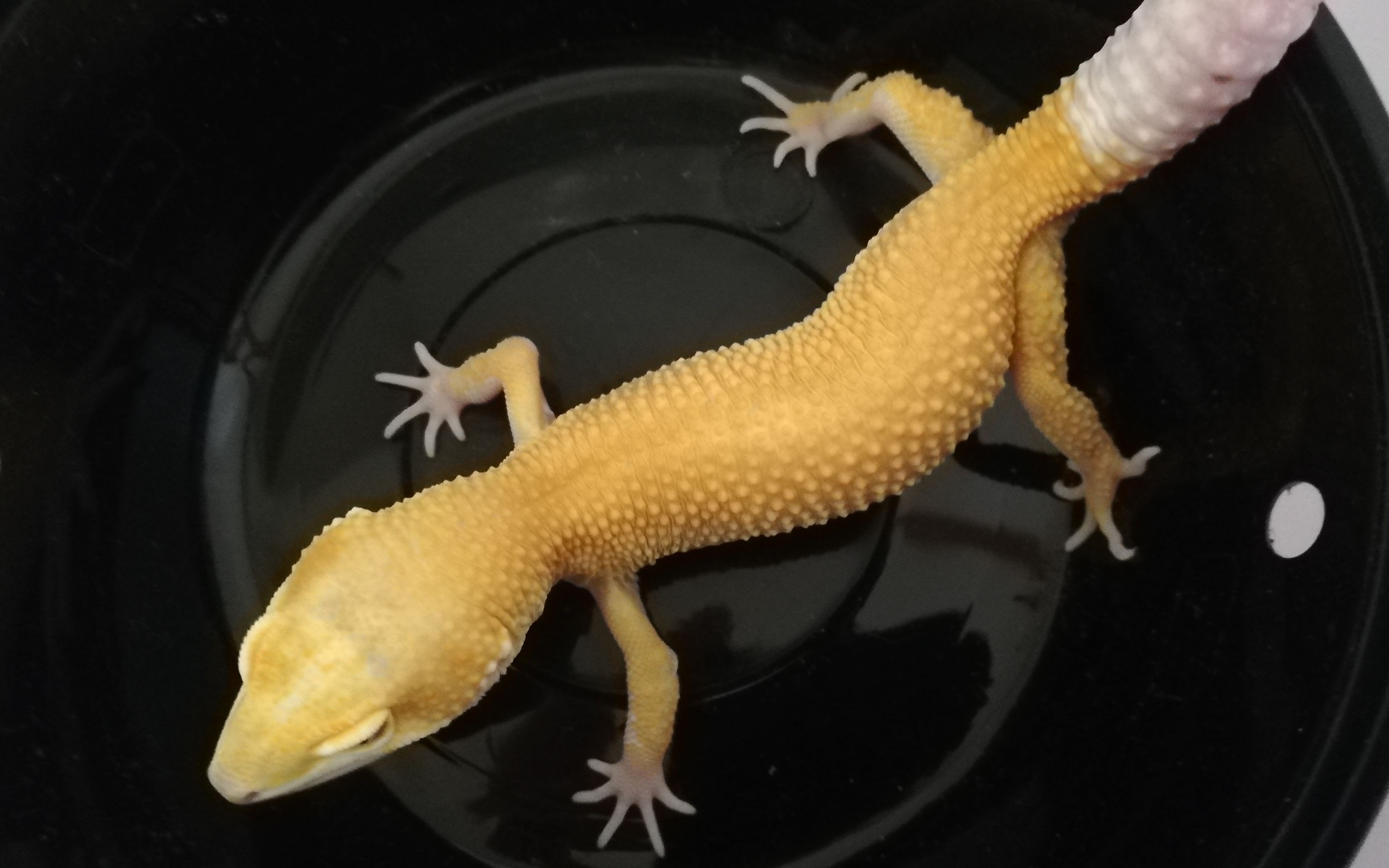 【花式开箱8】柠檬霜豹纹守宫开箱豹纹守宫啦柠檬霜