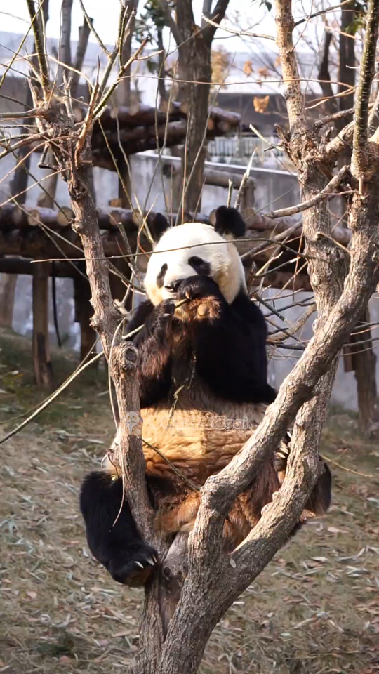 【大熊猫阿宝阿宝哥这是多宠粉呀04坐大家面前打野吃树枝91可爱的
