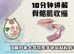 Download Video: 10分钟讲解 骨骼肌收缩