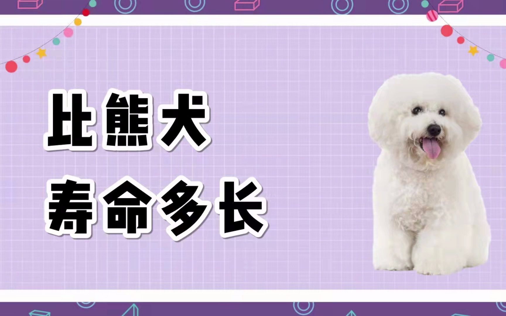 比熊犬寿命多长?怎么让它活久一些哔哩哔哩bilibili