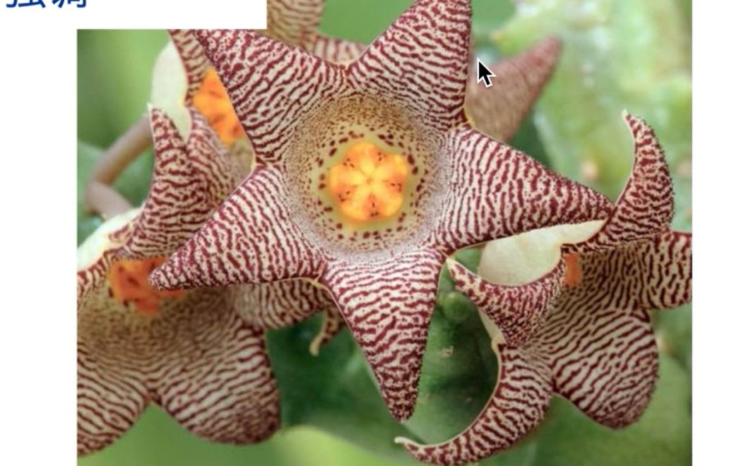 绘本阅读-raz分级 level k 07 strange plants