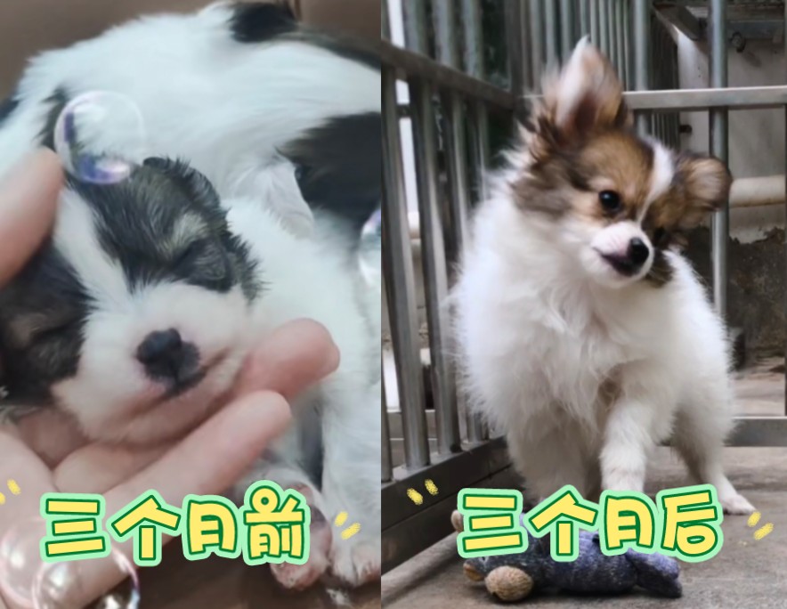 【蝴蝶犬多多】小狗三个月能有多大变化?哔哩哔哩bilibili