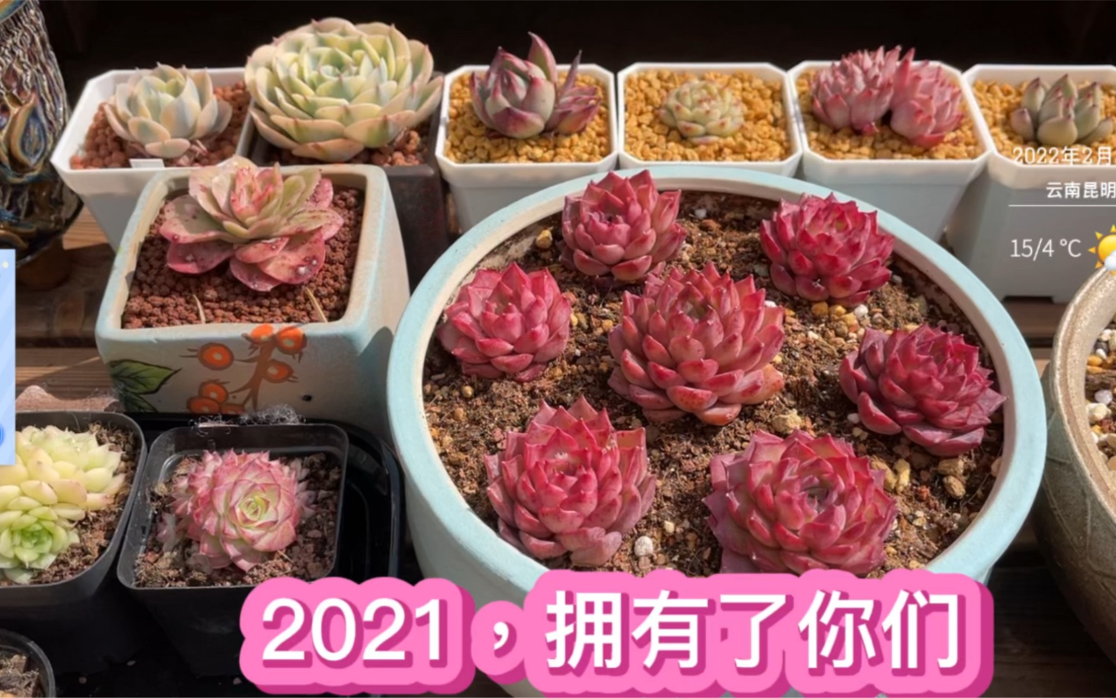 小滚滚2021年度总结:买肉肉花了多少钱?今年计划购肉资金为……哔哩哔哩bilibili