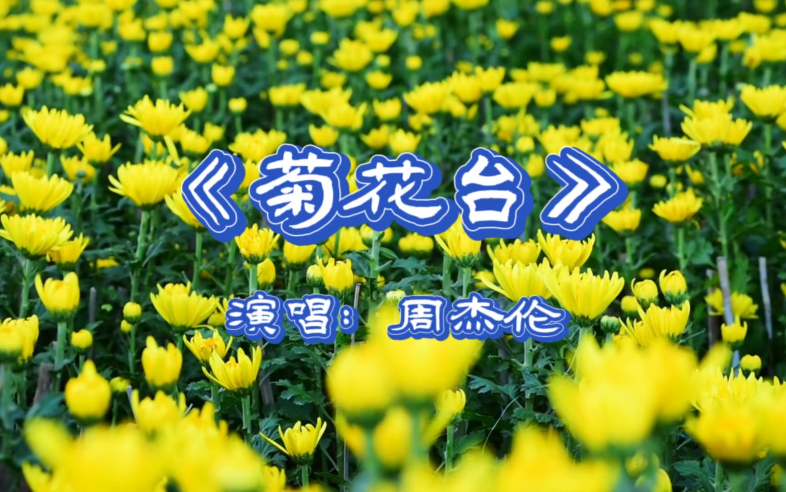 周杰伦《菊花台》,菊花残 满地伤 你的笑容已泛黄