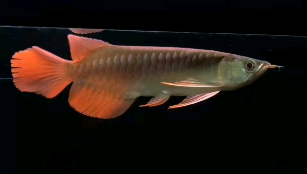 热带观赏鱼龙虎魟