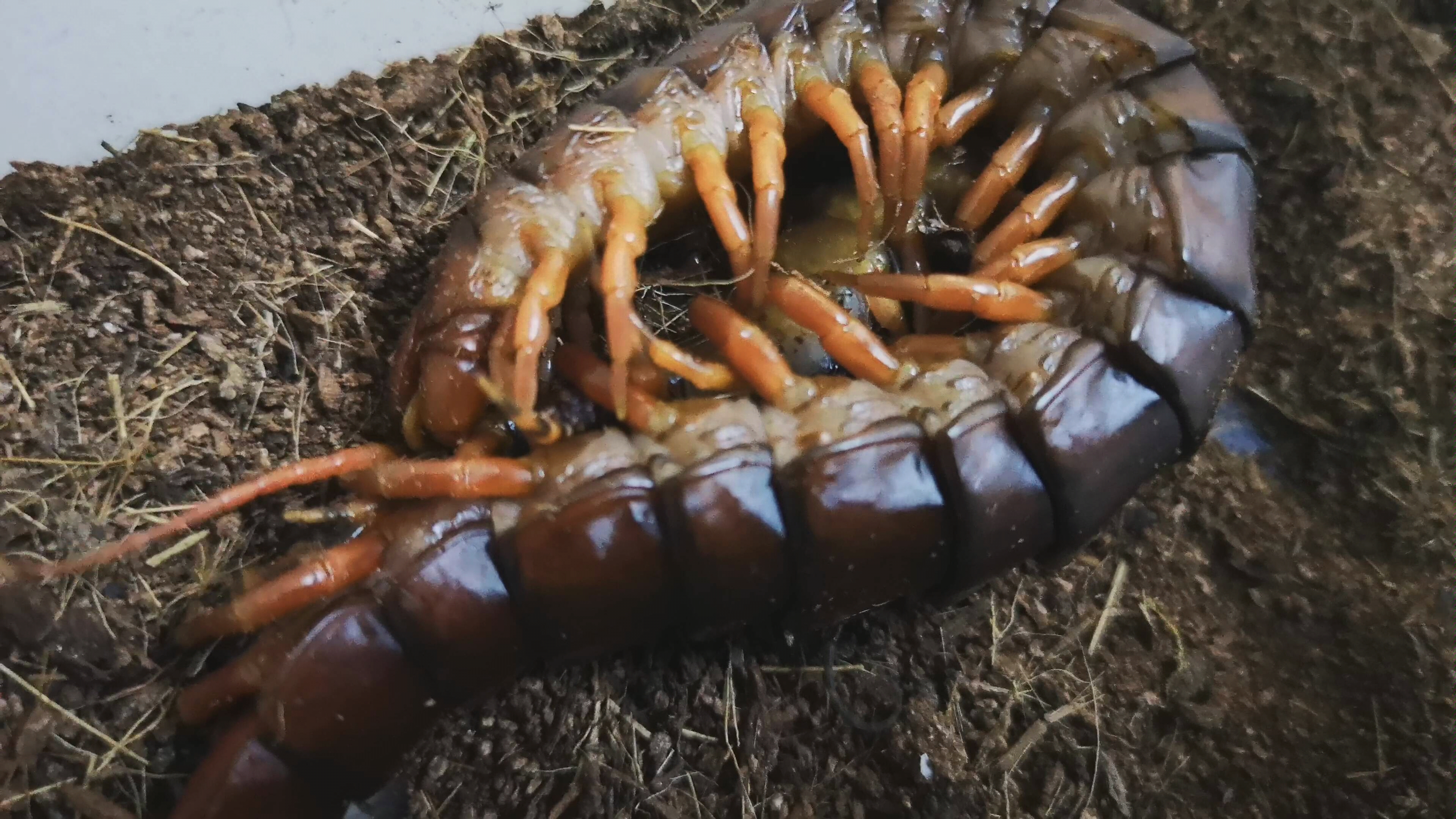 【广西红龙蜈蚣】_哔哩哔哩 (゜-゜)つロ 干杯~-bilibili