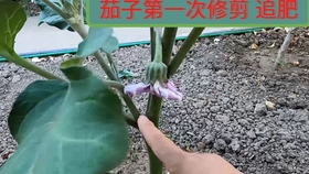 茄子种植系列 你吃过这种白茄子吗 教你3个小技巧 轻松自己种 哔哩哔哩 つロ干杯 Bilibili