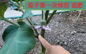 Tải video: 【茄子种植】茄子高产的修剪方法 追肥  II 茄子的修剪时机和方法