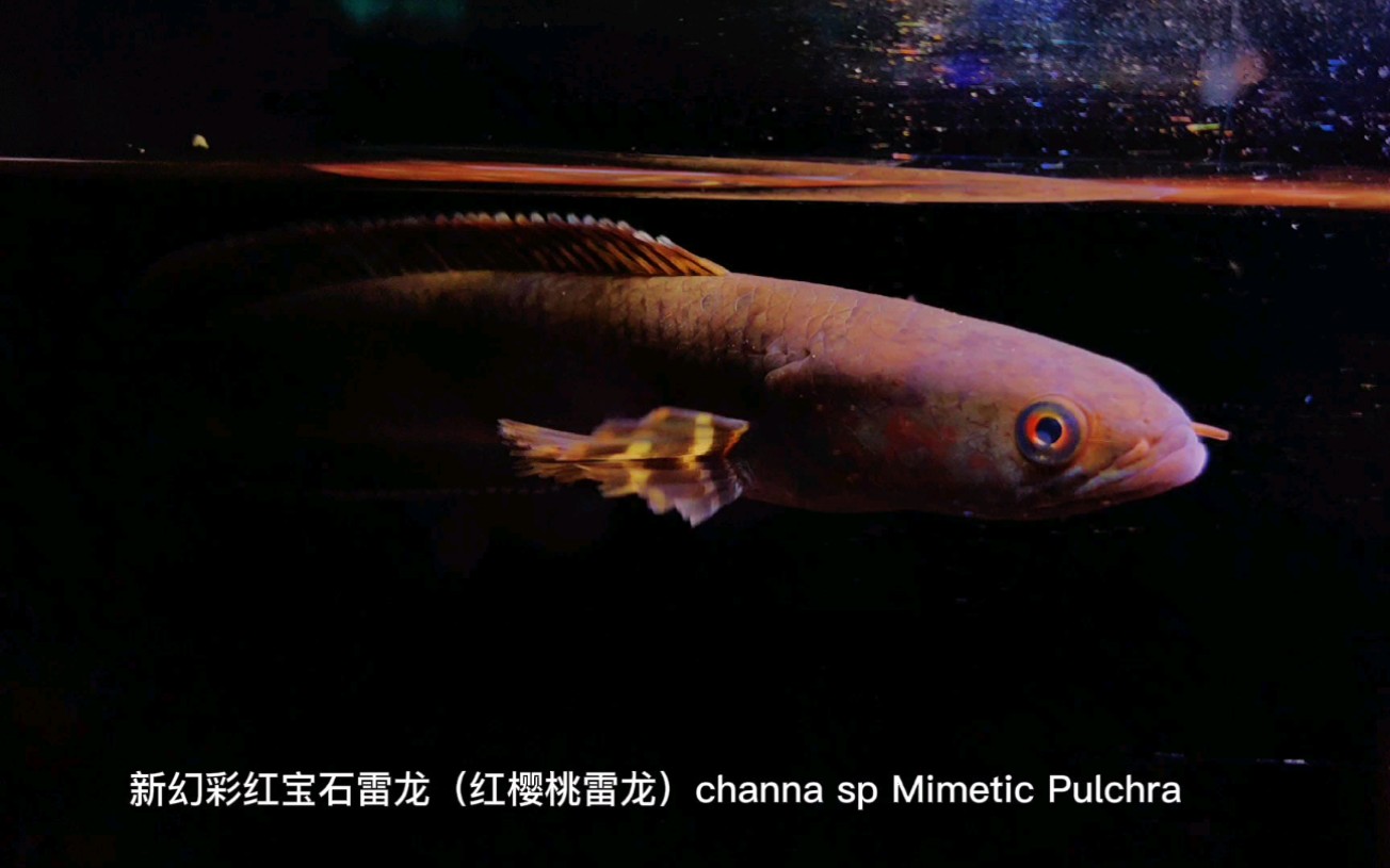 新幻彩红宝石雷龙(红樱桃雷龙) channa sp Mimetic Pulchra 视频欣赏哔哩哔哩bilibili