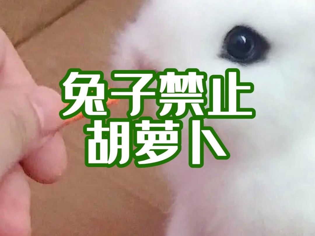 兔子能吃胡萝卜吗哔哩哔哩bilibili