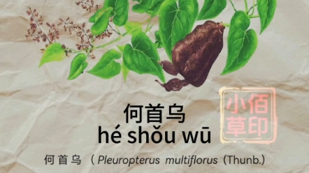 何首乌别名:首乌、赤首乌、铁秤砣、红内消,多花蓼、紫乌藤、九真藤等哔哩哔哩bilibili