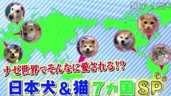 どうぶつピース 麻薬 危険物から日本を守る 探知犬ｓｐ 緊迫の摘発 緝毒犬 生肉 哔哩哔哩 Bilibili