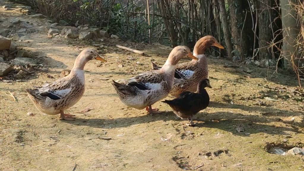 全国有名的的永州血鸭,3分钟视频教会你