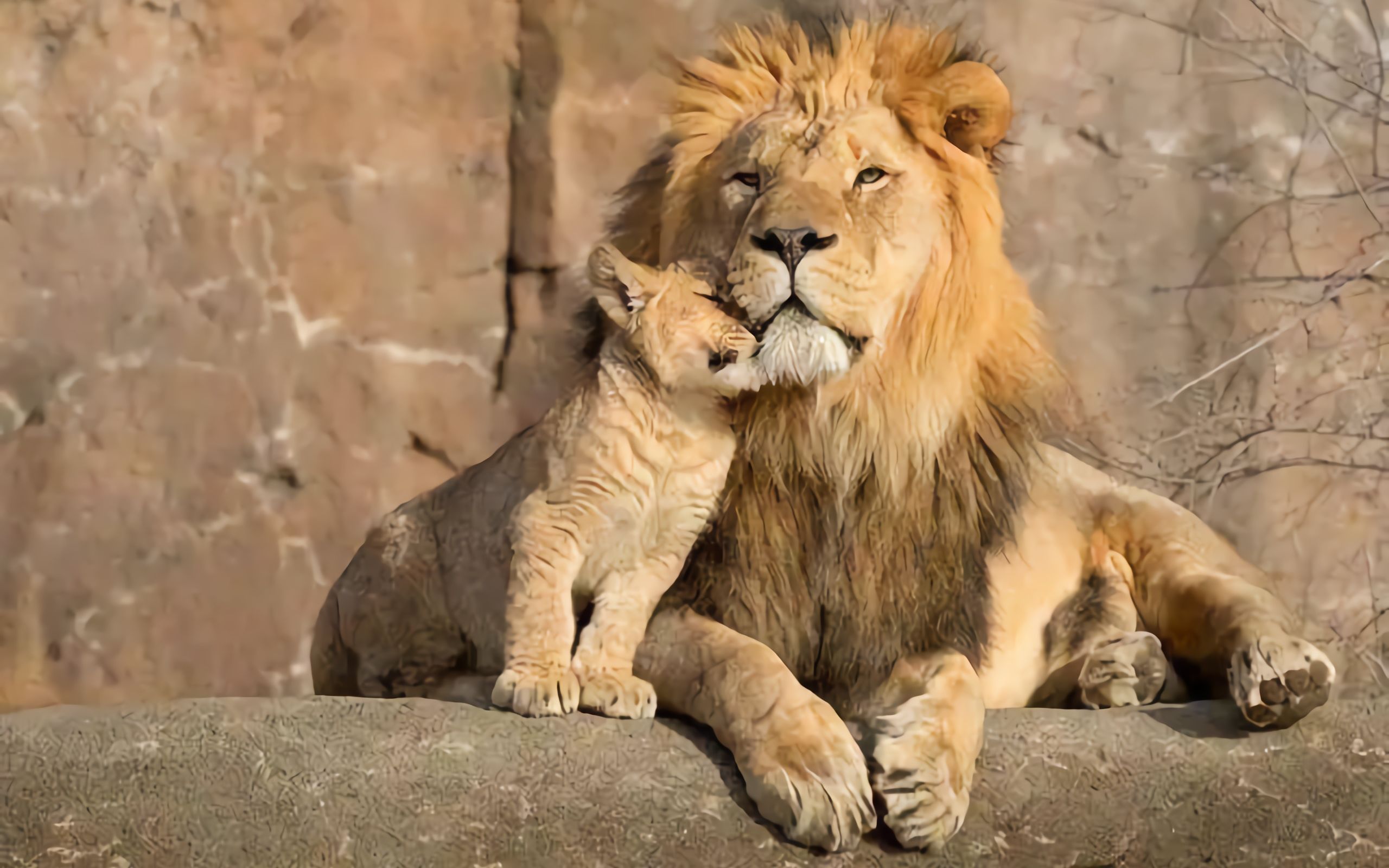 狮王中的另类,对待入侵者凶狠残暴,却宁肯自己挨饿也要喂饱妻儿_哔哩