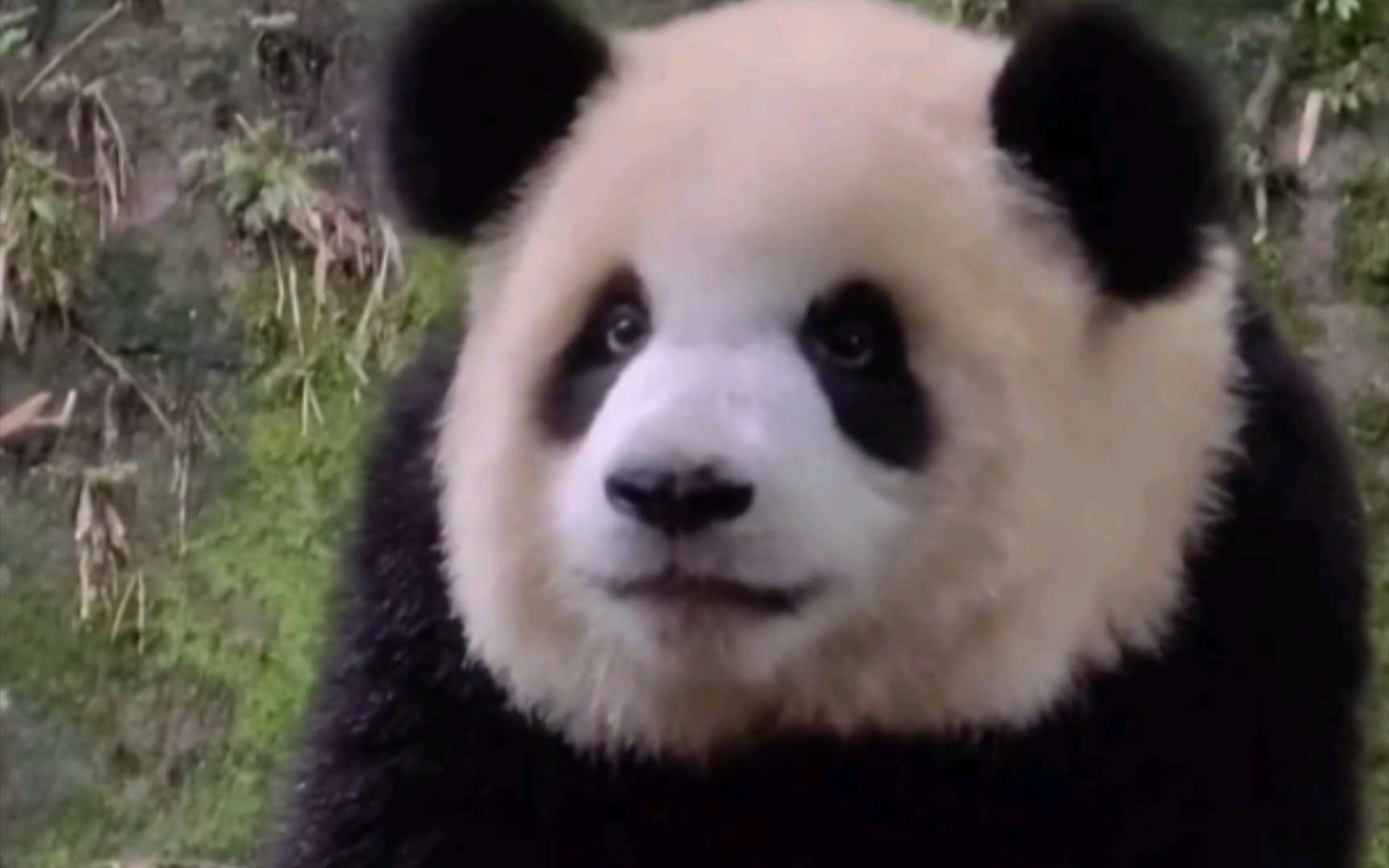 渝爱这小表情,这小傲娇,可爱死了