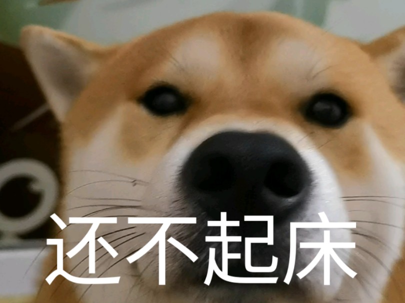 张翰柴犬图片