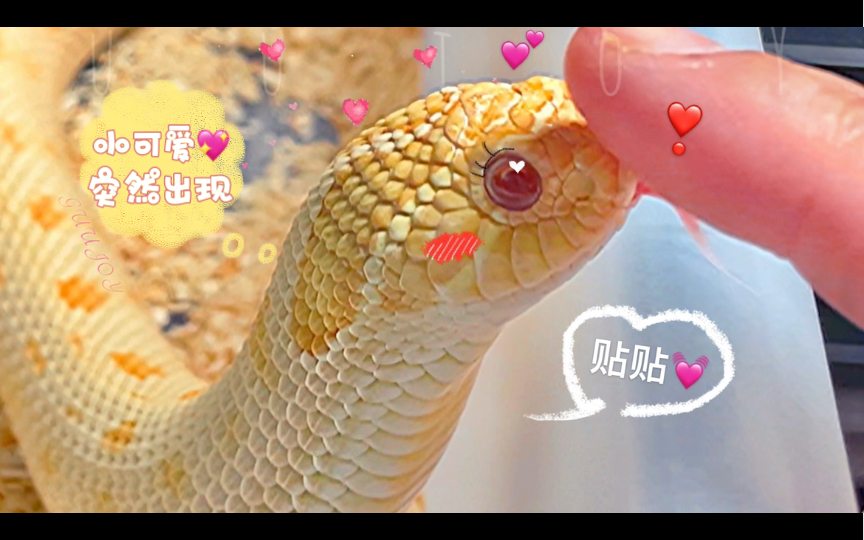 猪鼻蛇你的小可爱突然出现亲人胖猪猪最喜欢和手指贴贴