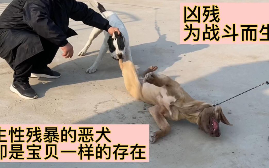 巨型斗犬图片