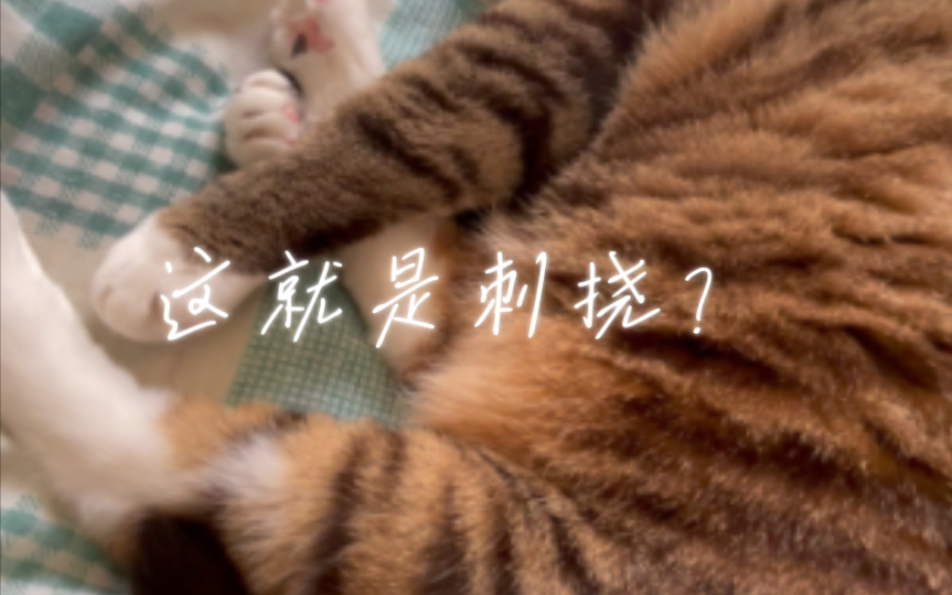 今日撸猫之刺挠(建议开大音量)