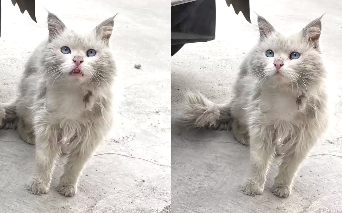 [图]流浪公主的瓜，我找了猫替？.