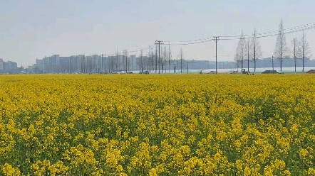 瑞安桐浦凤凰油菜花海