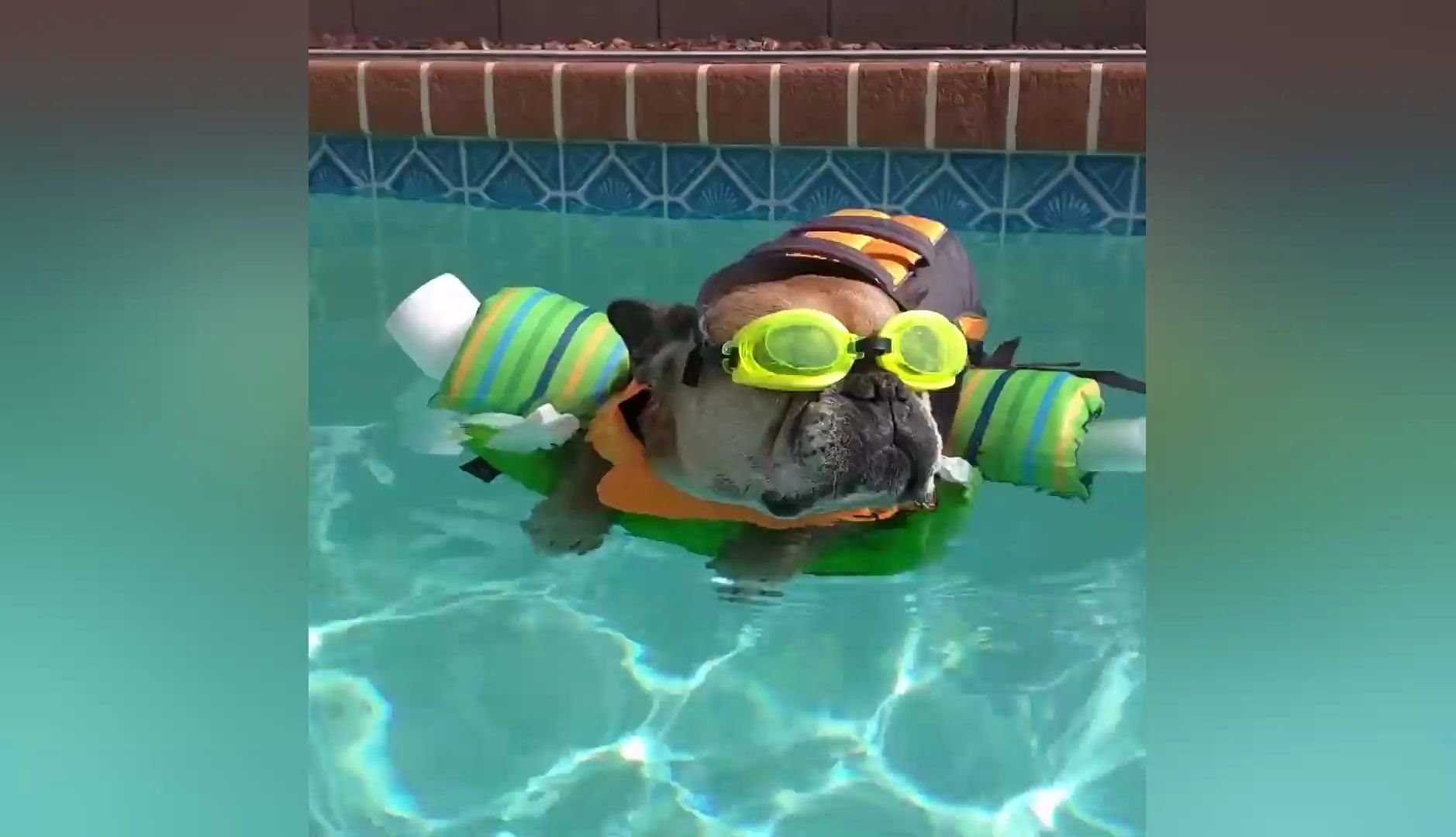 夏天搞笑宠物狗也喜欢清凉一夏,花式游泳,嗨起来.