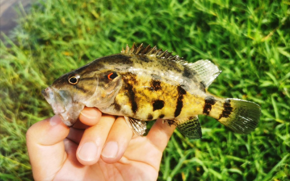 好奇的木叶鳜宝宝_哔哩哔哩_bilibili