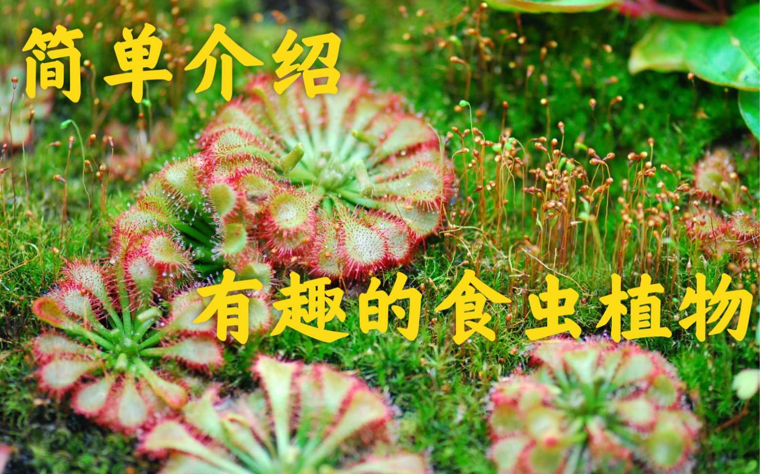 简单介绍食虫植物哔哩哔哩bilibili