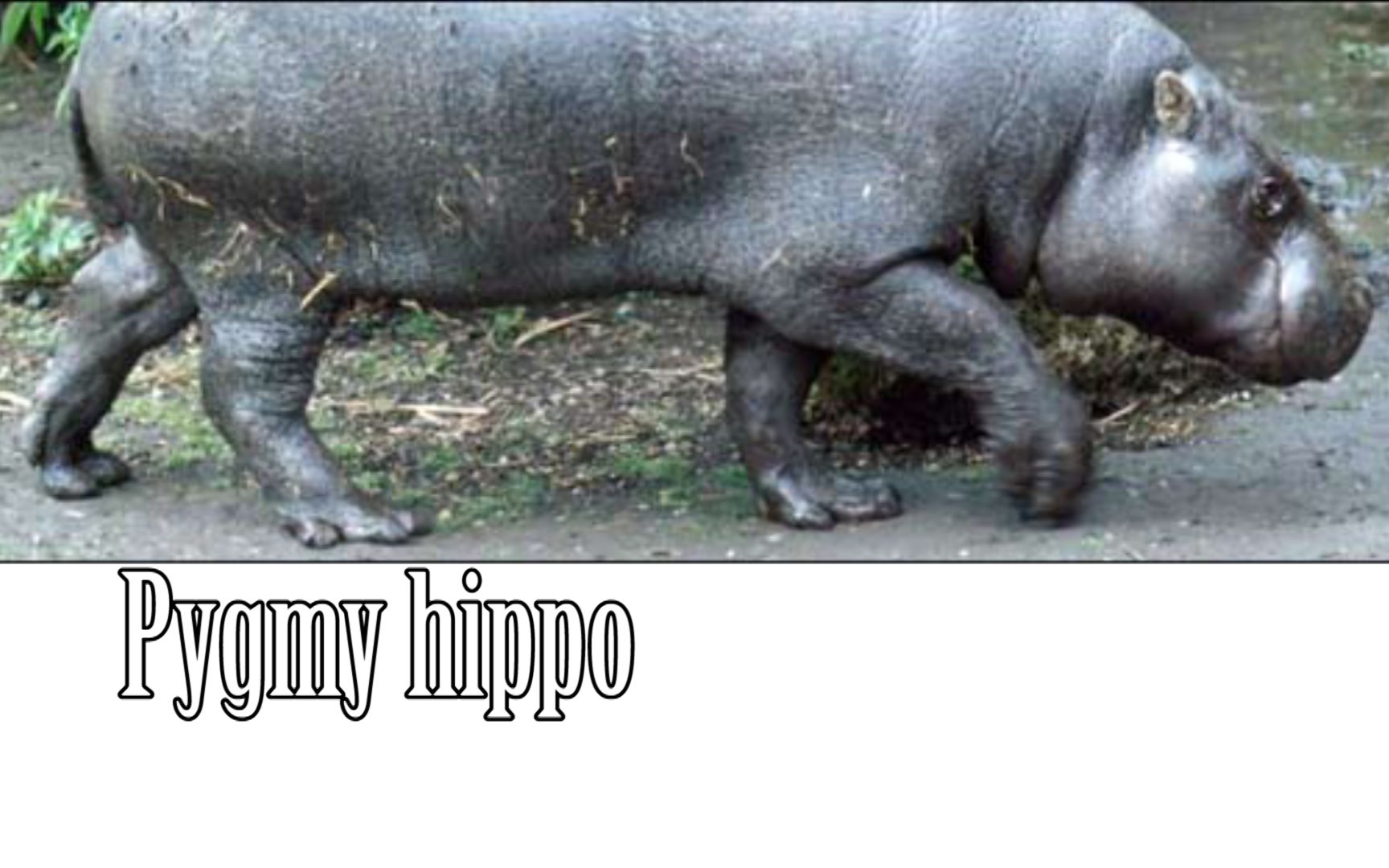 【BBC Learning English】6 minute english 080623 Pygmy hippo哔哩哔哩bilibili