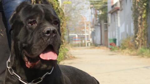 挑战 狂暴战士 加纳利犬的 一品护卫 卡斯罗犬 你看好它吗 哔哩哔哩 Bilibili 挑战 狂暴战士 加纳利犬的 一品护卫 卡斯罗犬 你看好它吗 哔哩哔哩 Bilibili