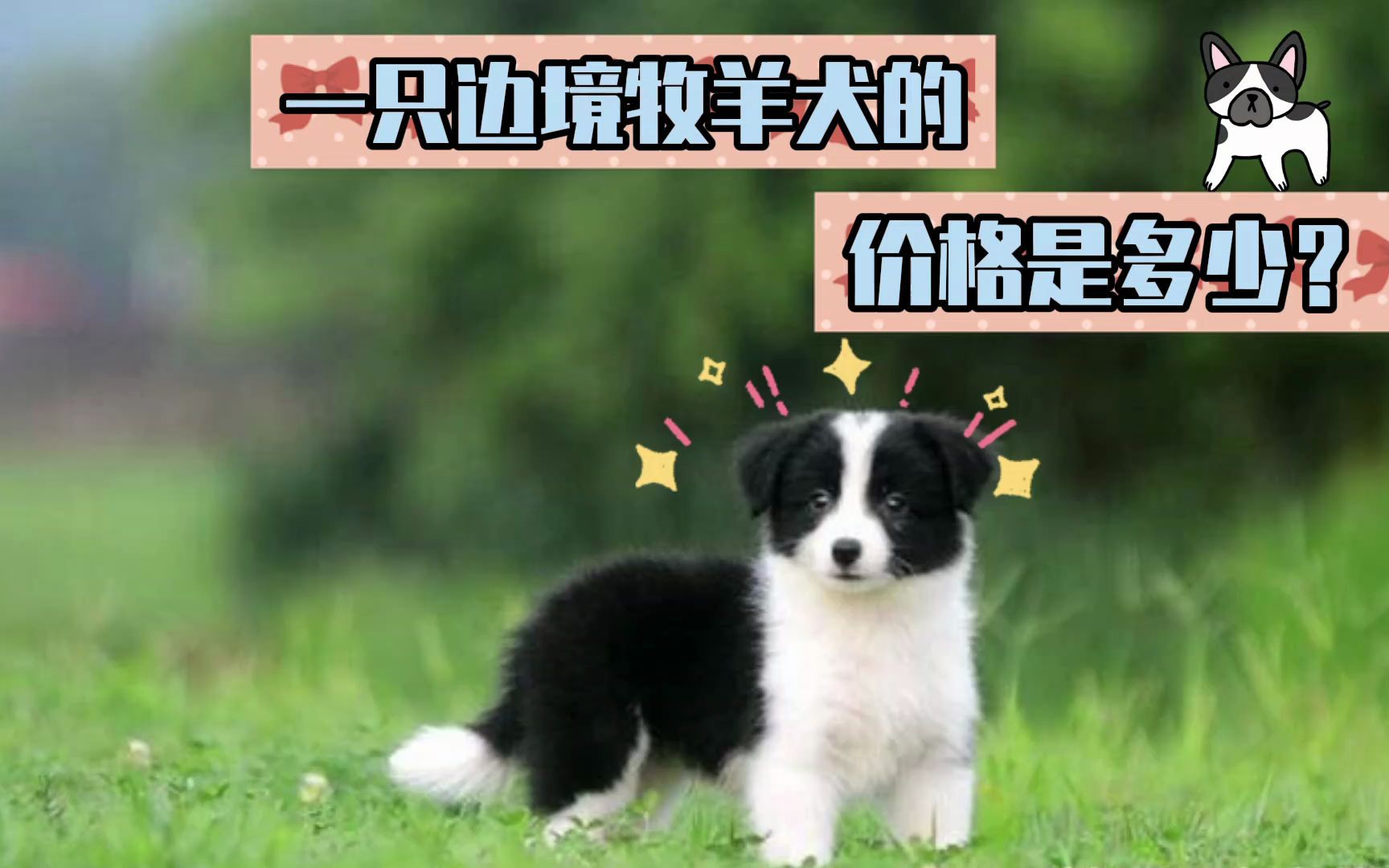 一只边境牧羊犬的价格是多少?哔哩哔哩bilibili