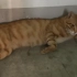 【橘猫】楼梯间躺着一对流浪猫小情侣，见人会抬头天真的望着你，萌翻了