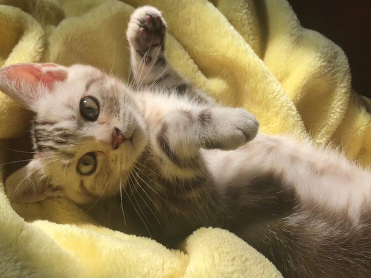 猫咪晒太阳超治愈