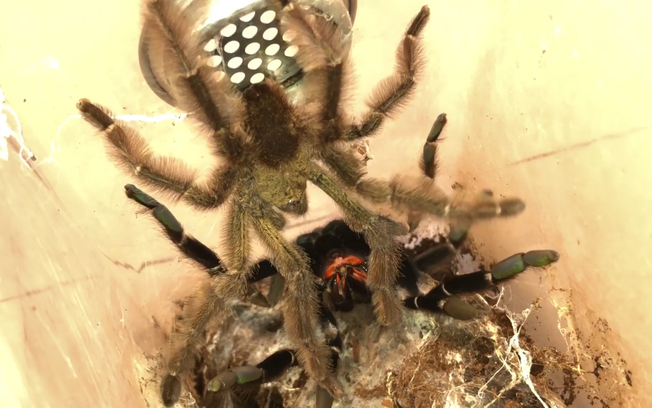 哥斯达黎加橙嘴捕鸟蛛繁殖_哔哩哔哩 (゜-゜)つロ 干杯~-bilibili