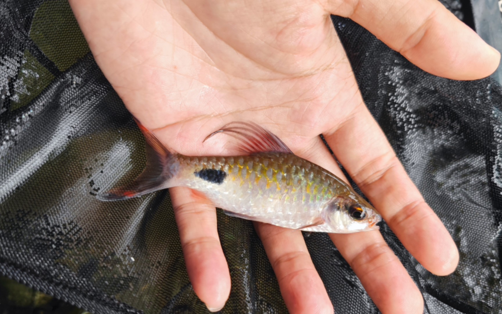 好久没有发视频了,分享一下最新一批紫红两点鲫.