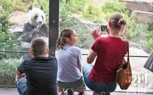 下载视频: 【一根毒刺扎胸口，我一直不忍看这家：甜甜+阳光在爱丁堡（苏格兰国家动物园），被照顾得很好】重要信息看置顶。