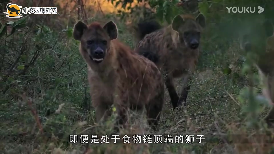 动物世界难得一见的一幕,鬣狗第一次吃狮子肉,太痛快了高清哔哩哔哩bilibili