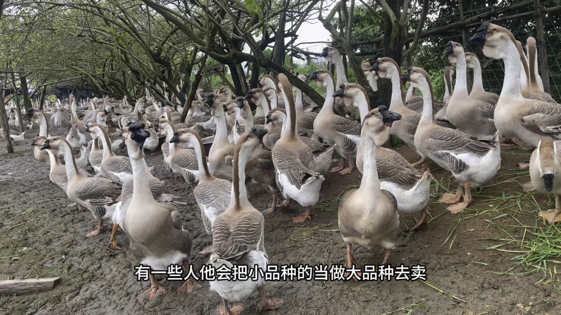 狮头鹅种类大小不同